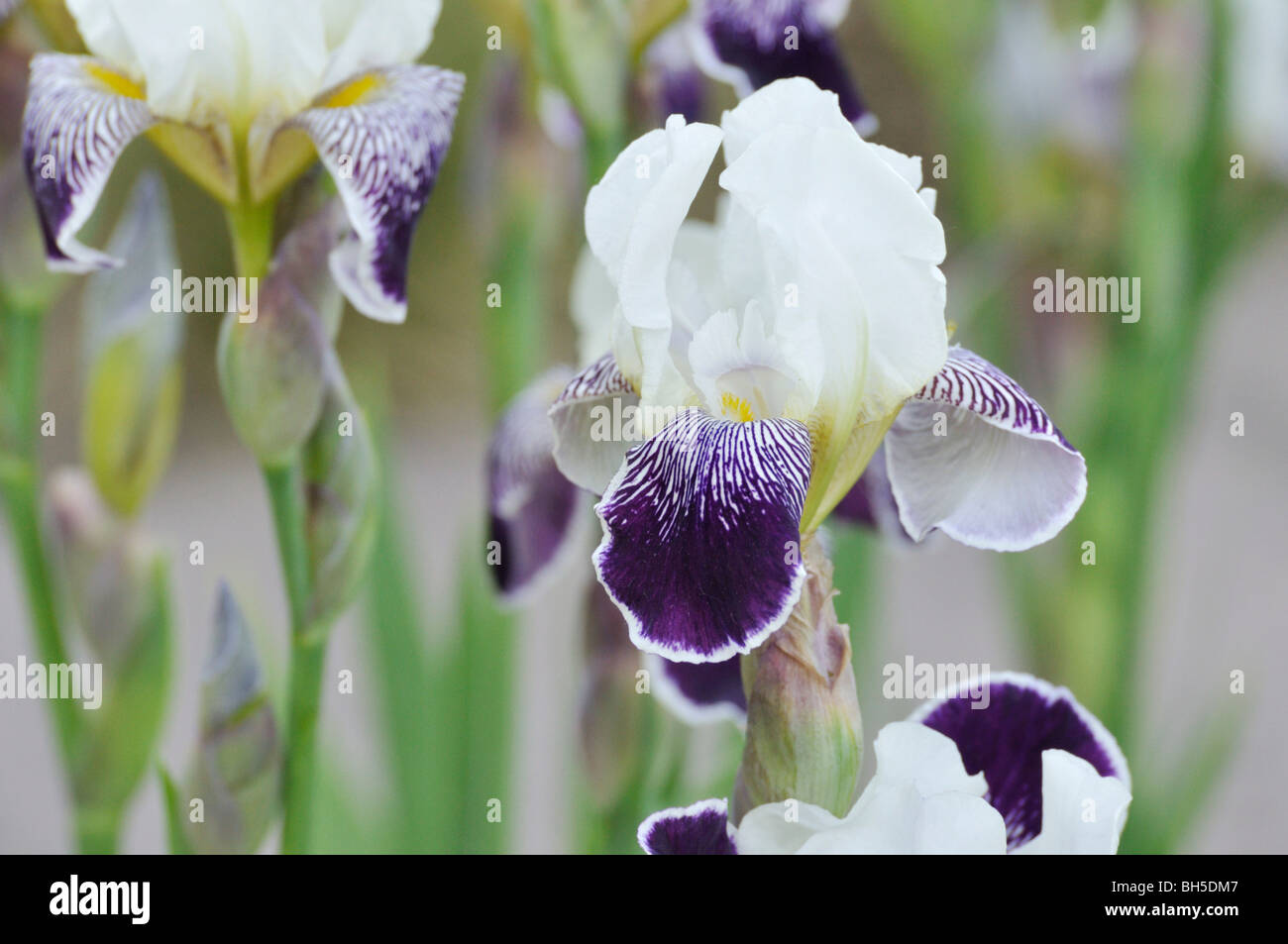 Tall barbada (iris barbata elatior 'toelleturm') Foto de stock