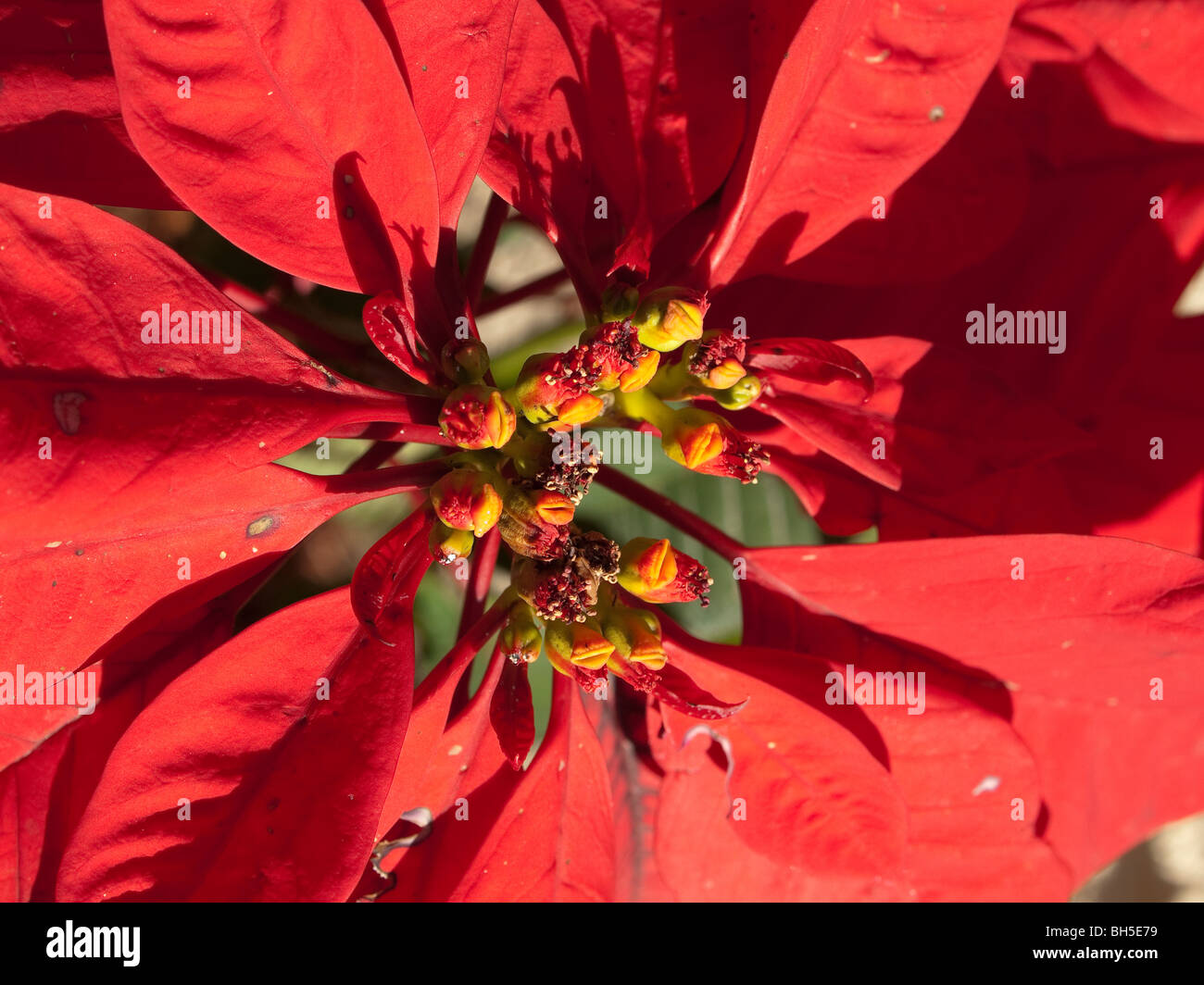 Flores de Nochebuena, Navidad, cierre X'mas, flor, la temporada Saludos,  disfrutar, feliz happeness, parte Jesucristo Dios Fotografía de stock -  Alamy