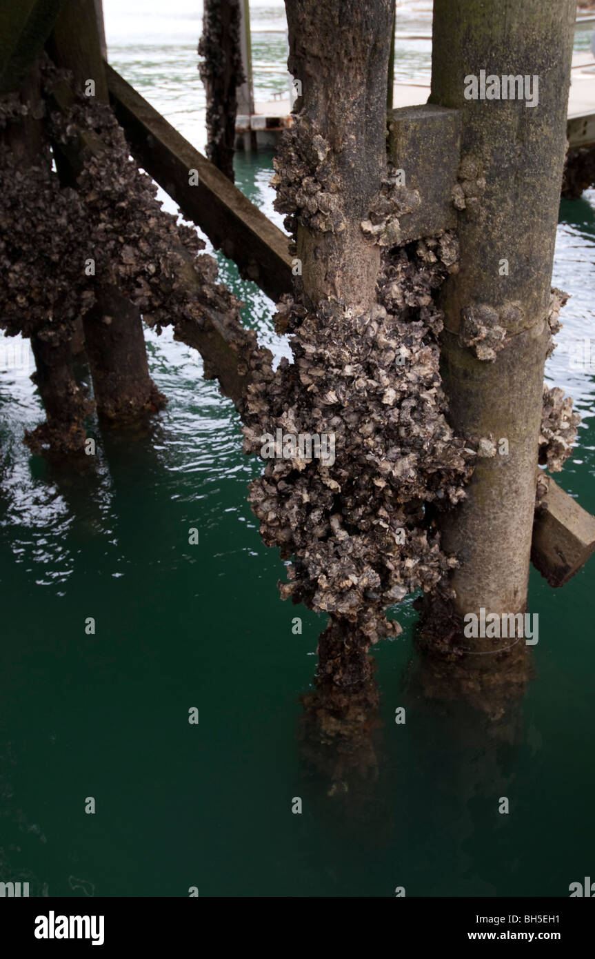 Pier post con percebes están expuestos a causa de la marea baja Foto de stock