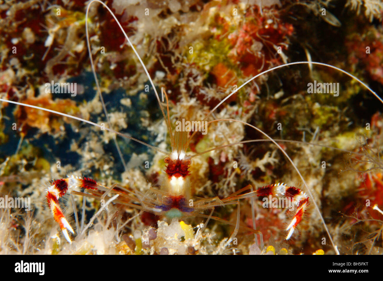 Bandas de rayas rojo camarón limpiador de frente a la cámara con la formación de los arrecifes de coral de colores brillantes en el fondo. Foto de stock