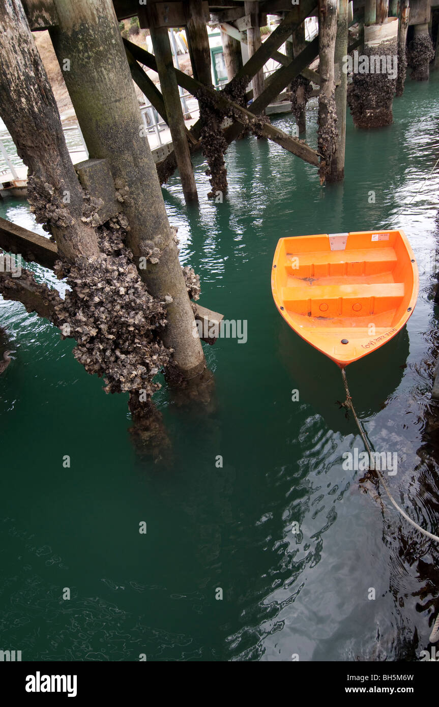Orange lúgubres cansados hasta el muelle cubierto de percebes en la isla de Waiheke Foto de stock