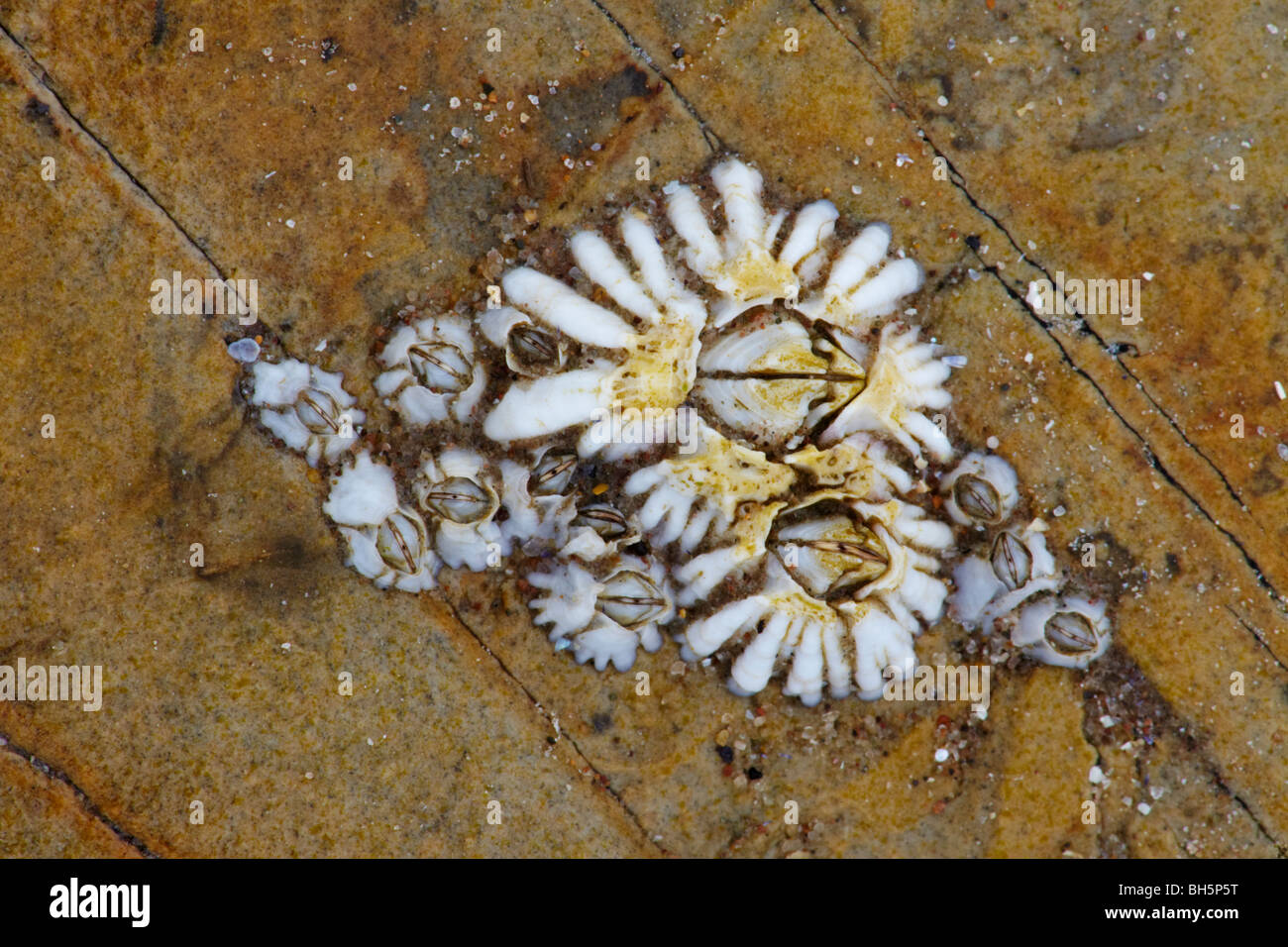 Semibalanus balanoides percebes, costa de Northumberland, England, Reino Unido Foto de stock