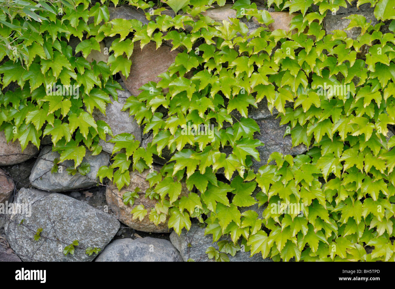 Parthenocissus tricuspidata reductor (japonés) Foto de stock
