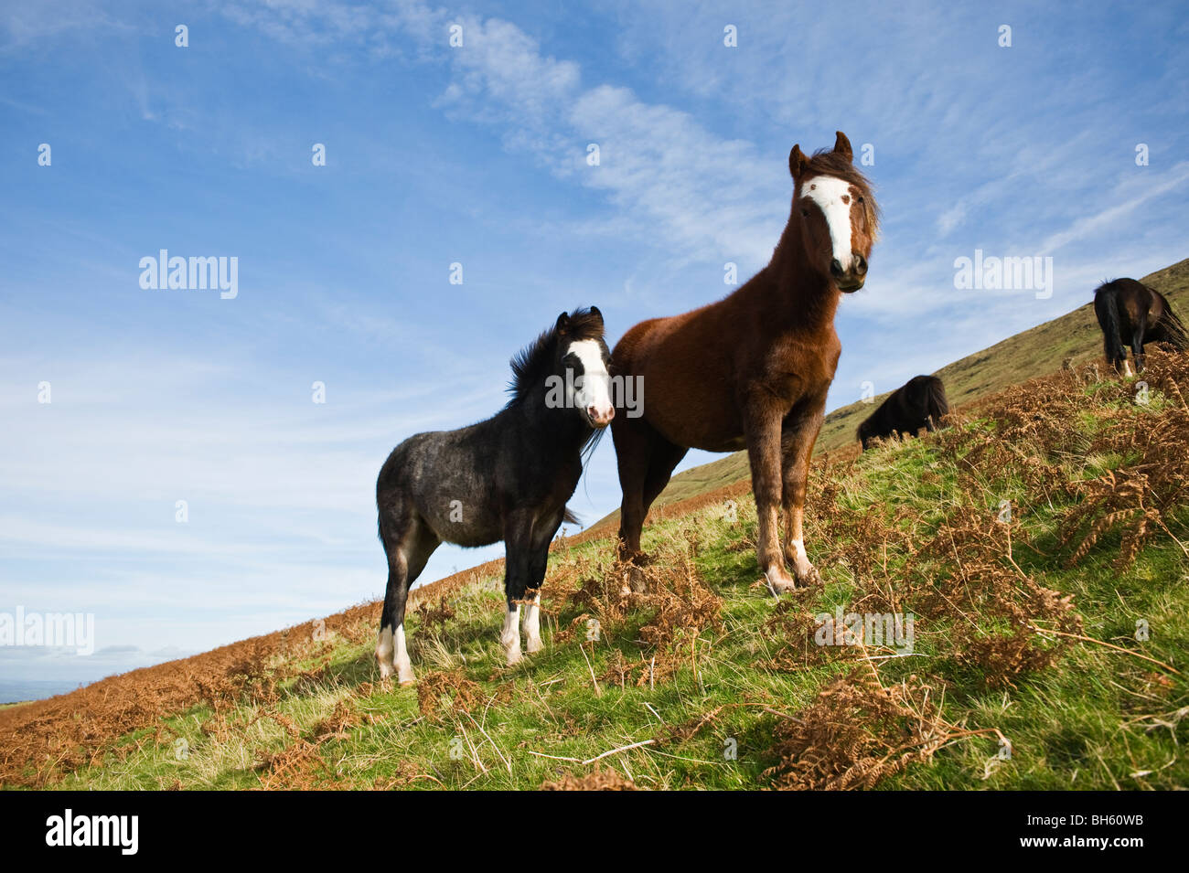 Yegua y potro Welsh ponis de montaña, el Parque Nacional de Brecon Beacons, Gales Foto de stock