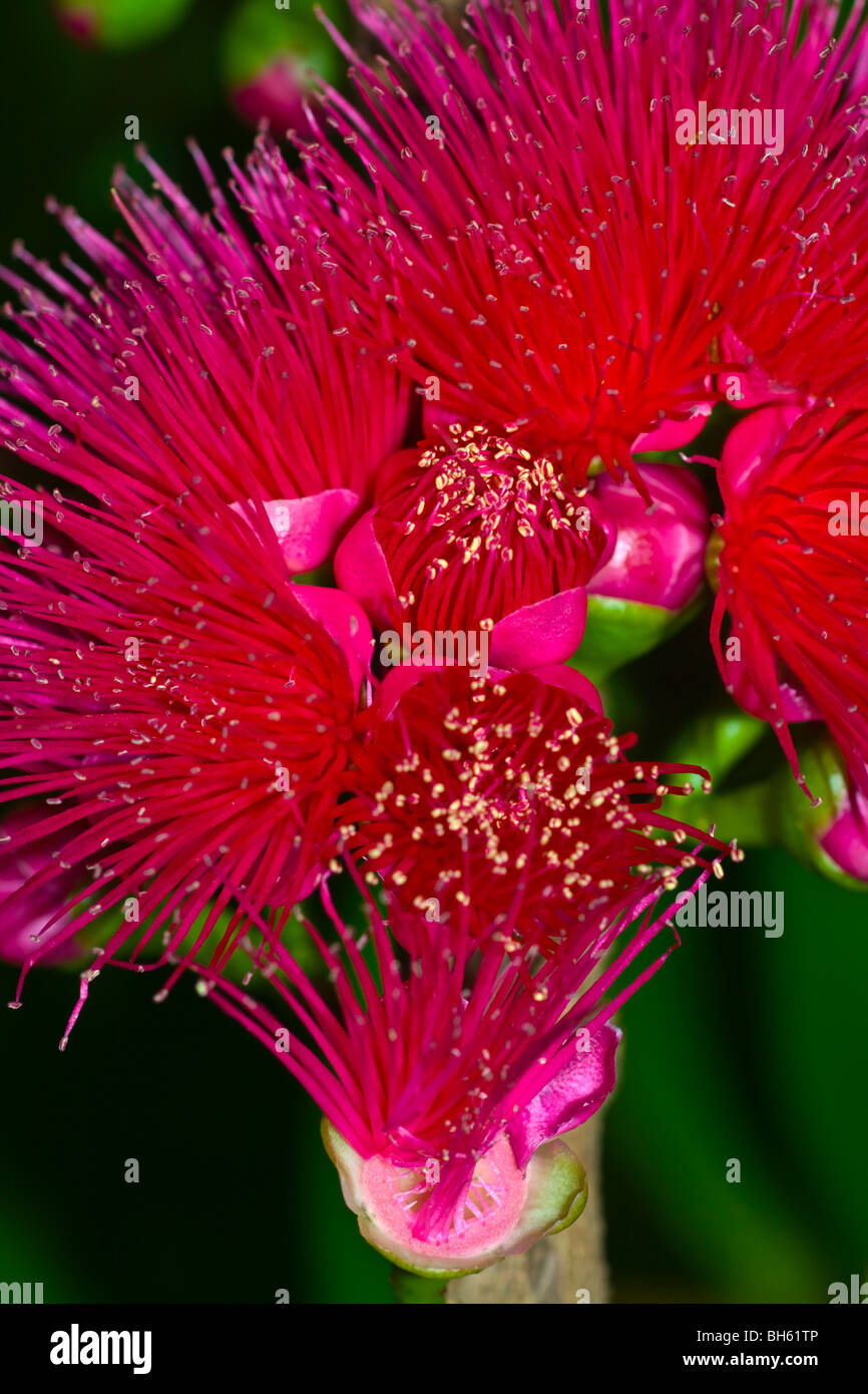 Flor de Syzygium malaccense (L.) . Hermosas flores exóticas de deliciosas frutas de color rojo púrpura rosado brillante Fotografía de stock - Alamy Flor de Syzygium malaccense (L.) . Hermosas flores exóticas de deliciosas frutas de color rojo púrpura rosado brillante Fotografía de stock - Alamy