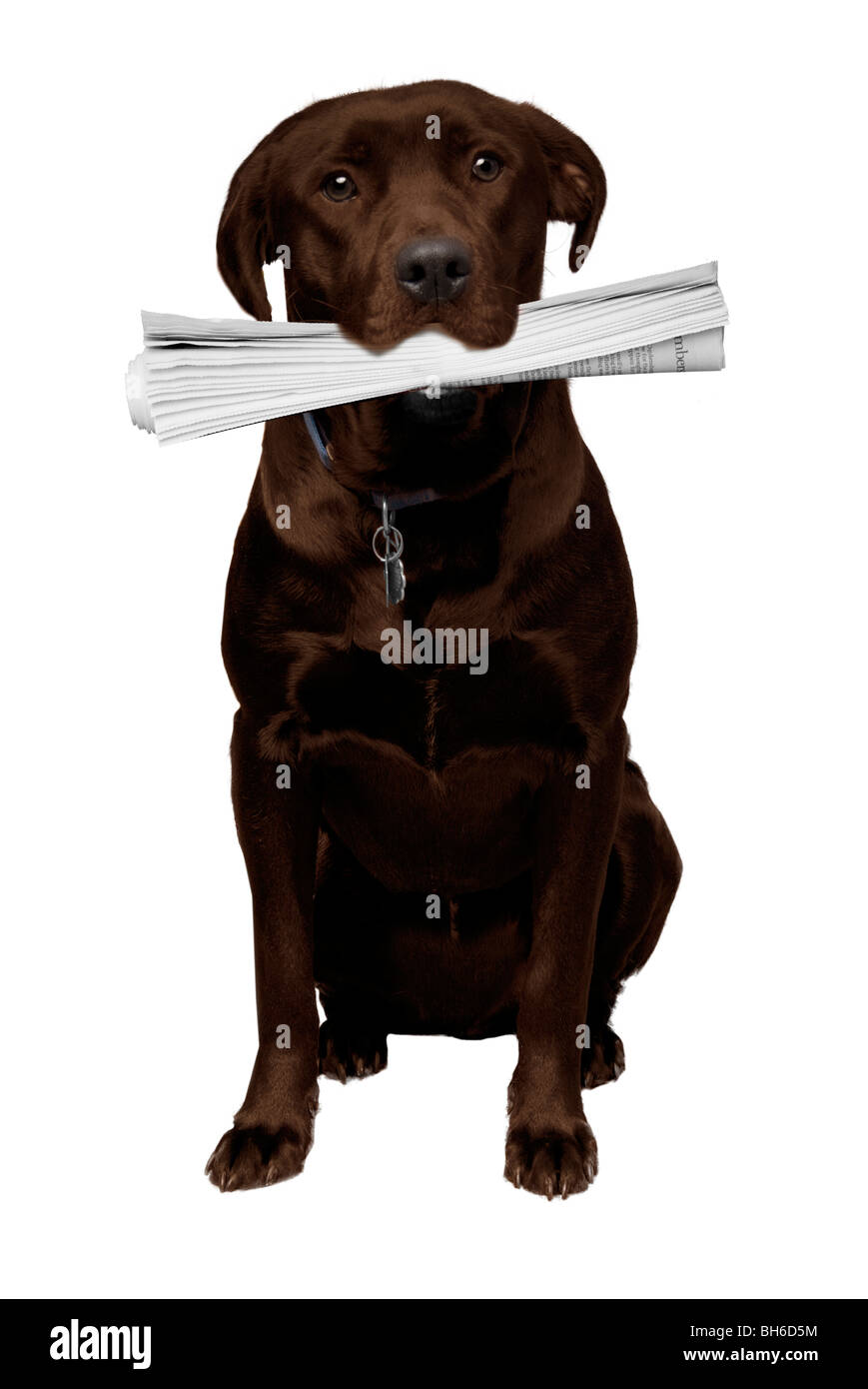 Labrador retriever de color marrón rojizo trayendo el periódico Foto de stock