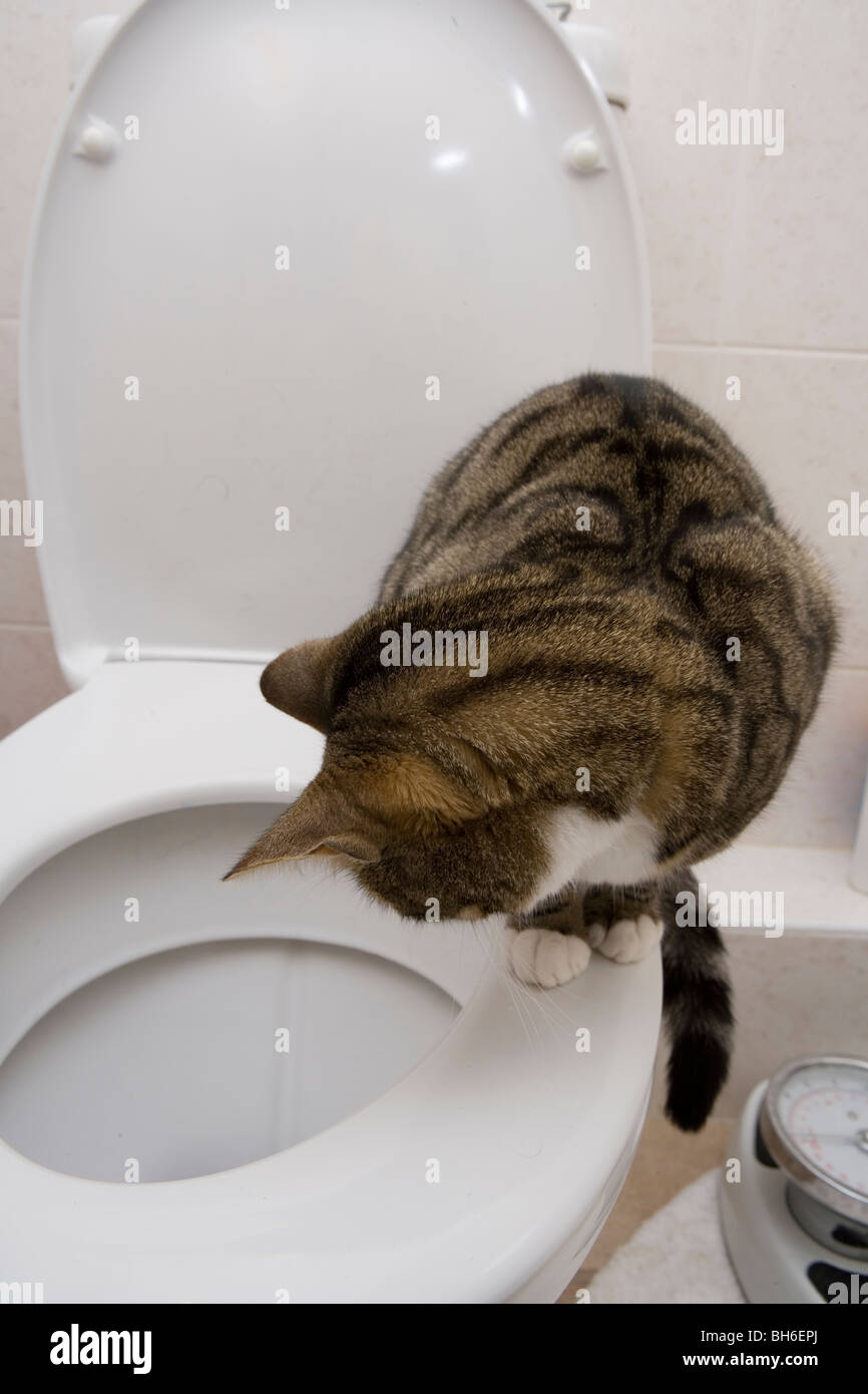 Cat toilet fotografías e imágenes de alta resolución - Alamy