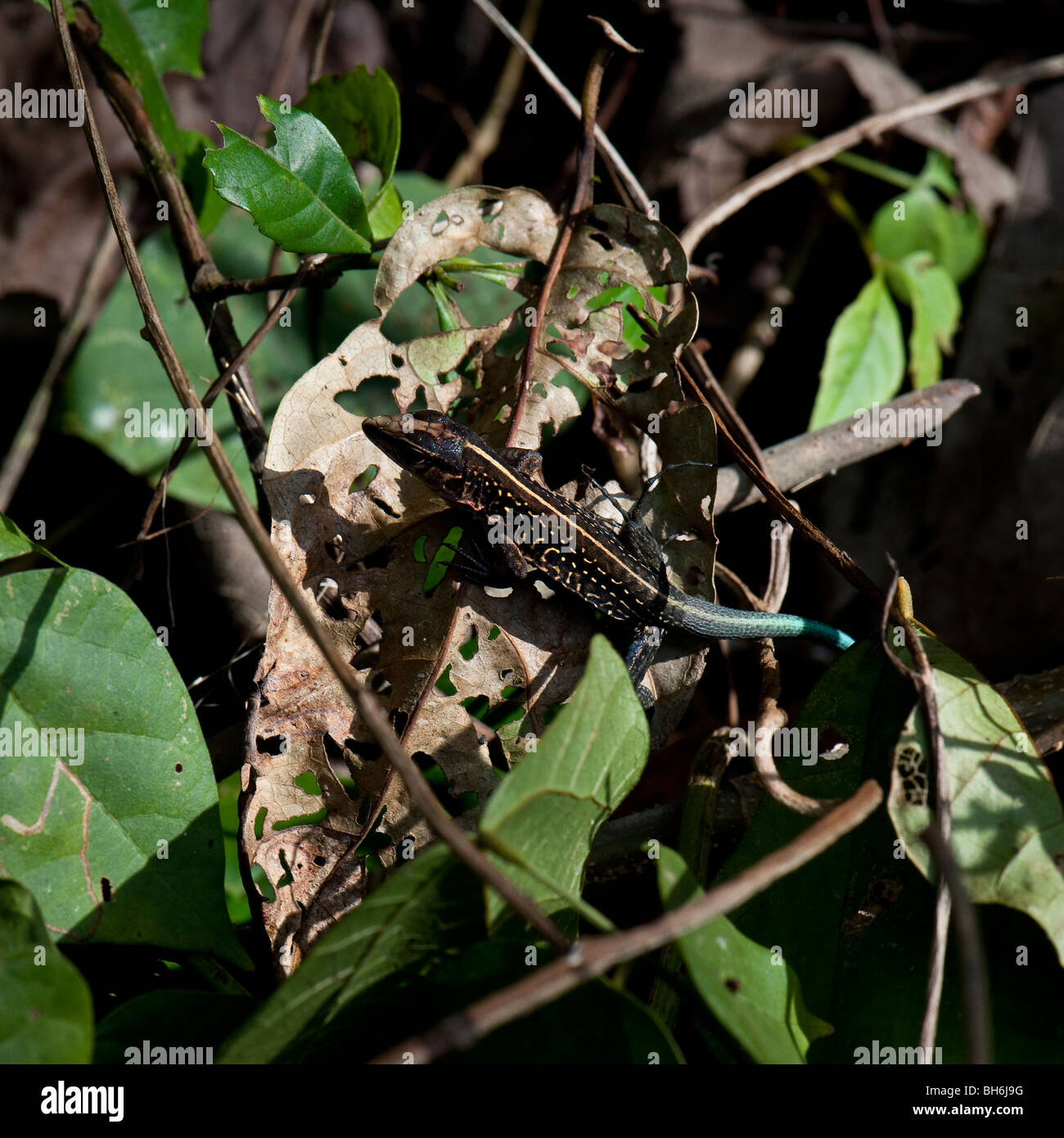 Lagarto Whiptail Centroamericano, el Parque Nacional Tortuguero, Costa Rica Foto de stock