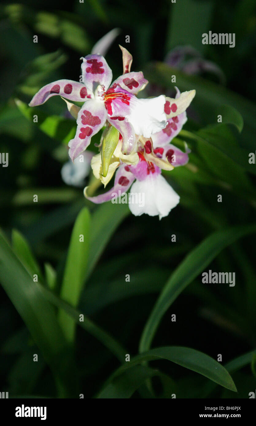 Wilsonara Tigersette 'corte' silvestres, Orchidaceae. Un híbrido de orquídea  Fotografía de stock - Alamy