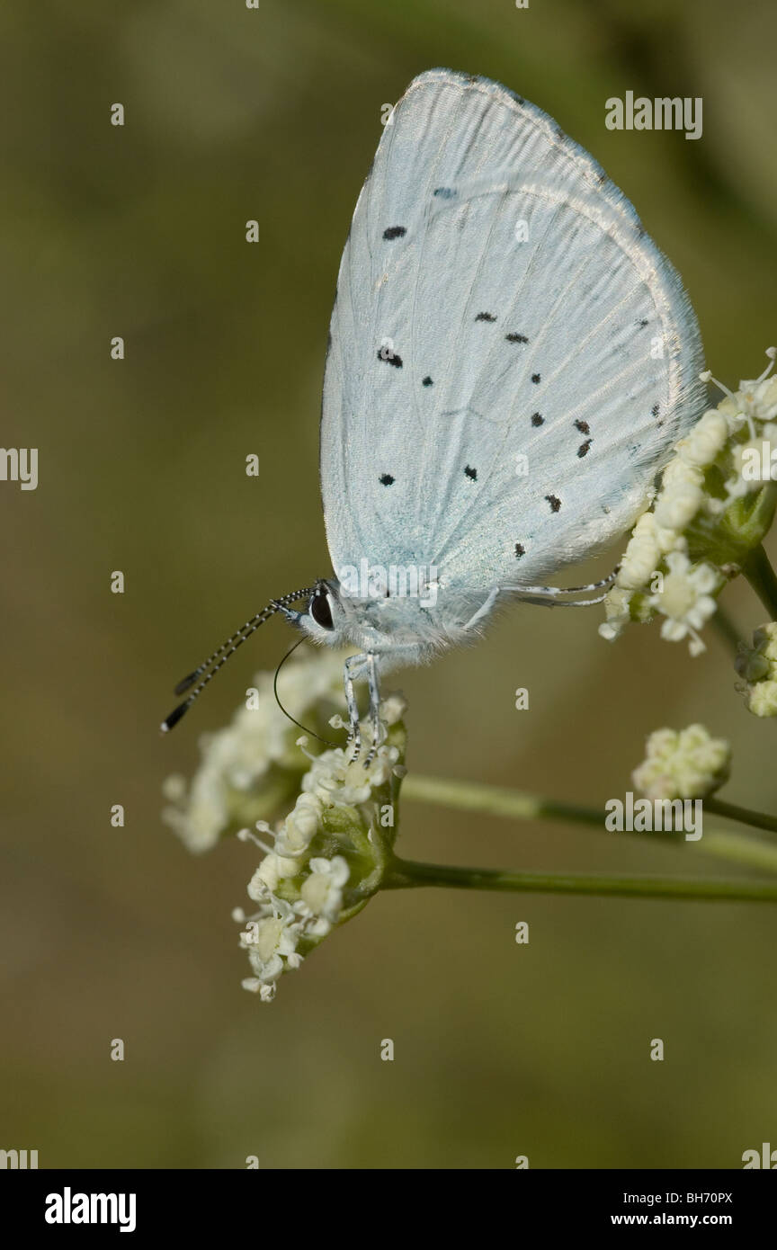 Holly mariposa azul (Celastrina argiolus) Foto de stock