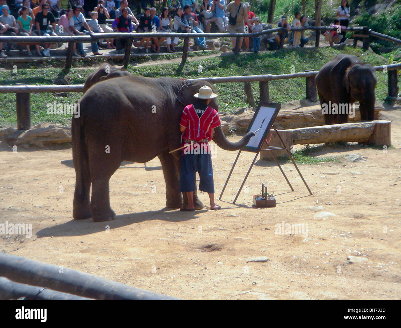 Tailandia, entrenados Elefante Asiático mostrando cómo pinta a turistas Foto de stock