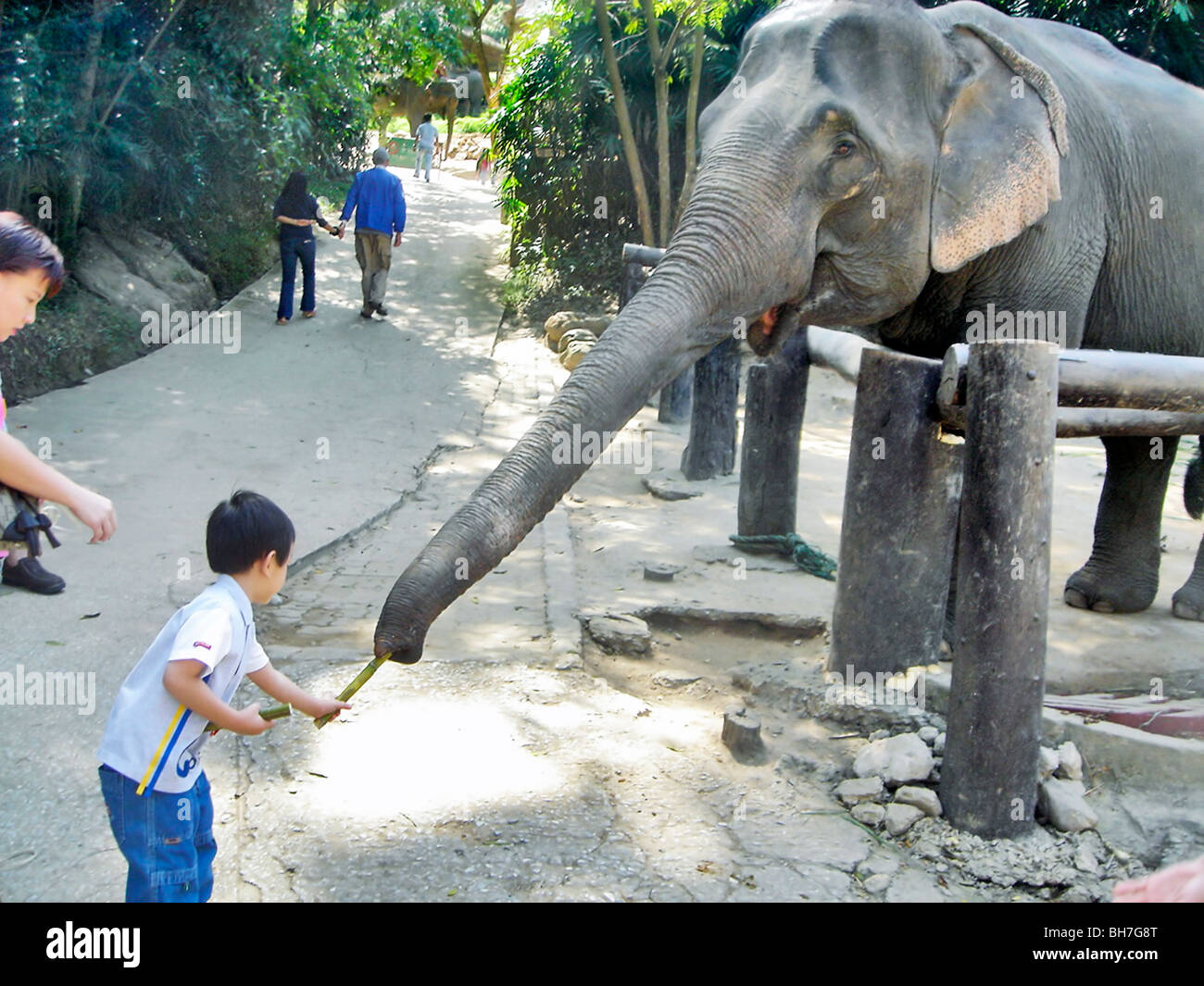 Bangkok, Tailandia, el joven elefante en zoológico de alimentación Foto de stock