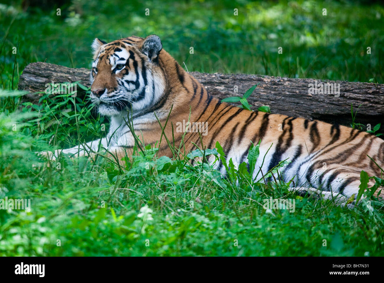 Tigre en el Zoológico del Bronx en Nueva York Foto de stock