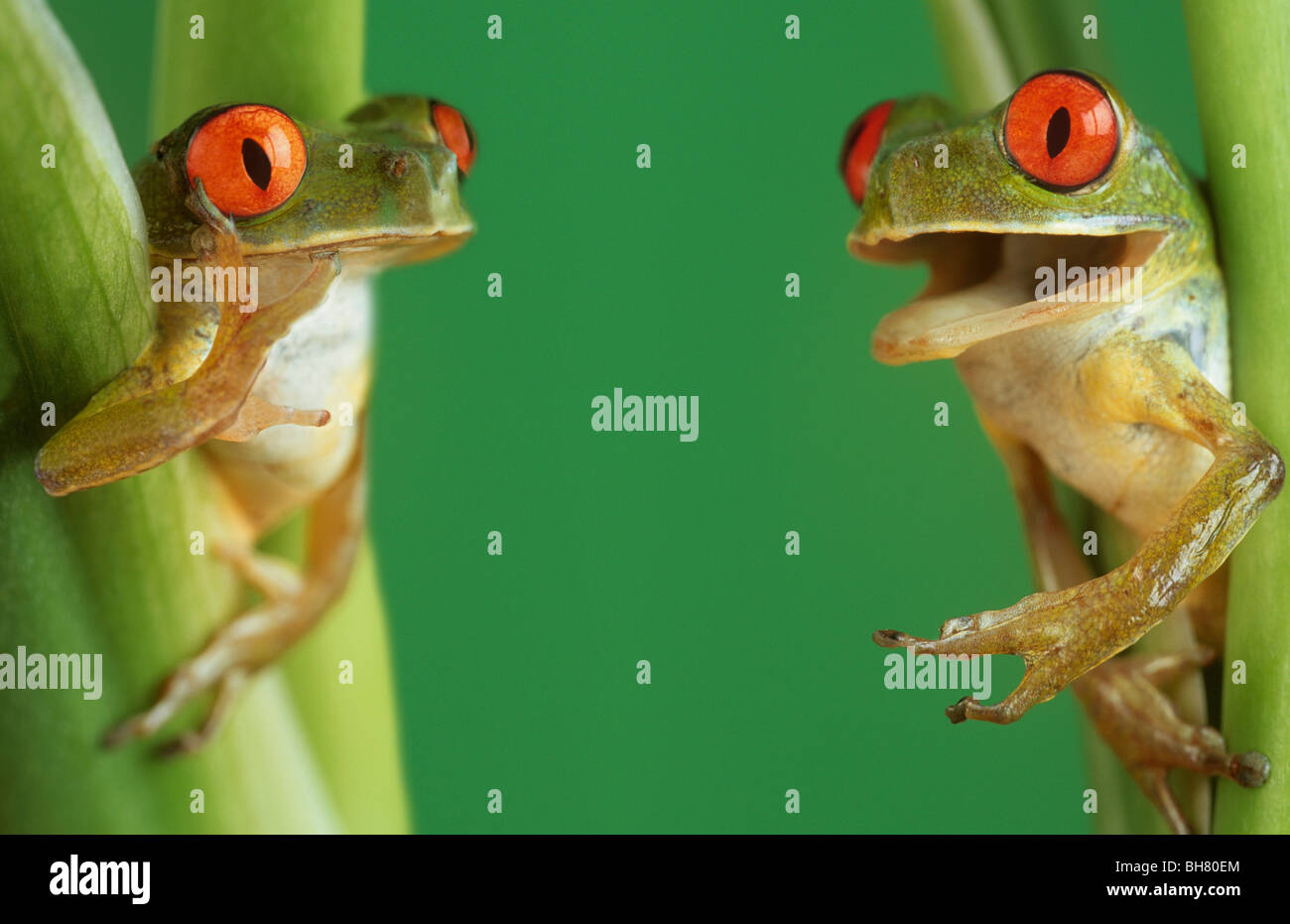 Dos ranas de árbol mirando animado Foto de stock