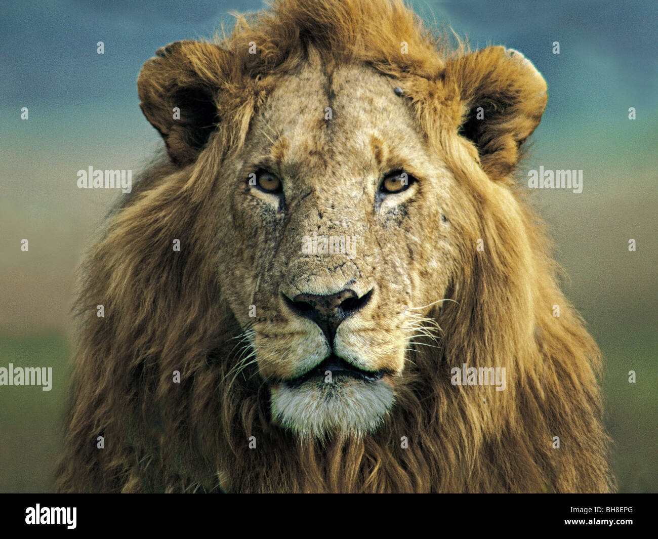 Close Up retrato de león macho fino con grandes mane Reserva Nacional de Masai Mara en Kenya África oriental un buen contacto visual Foto de stock