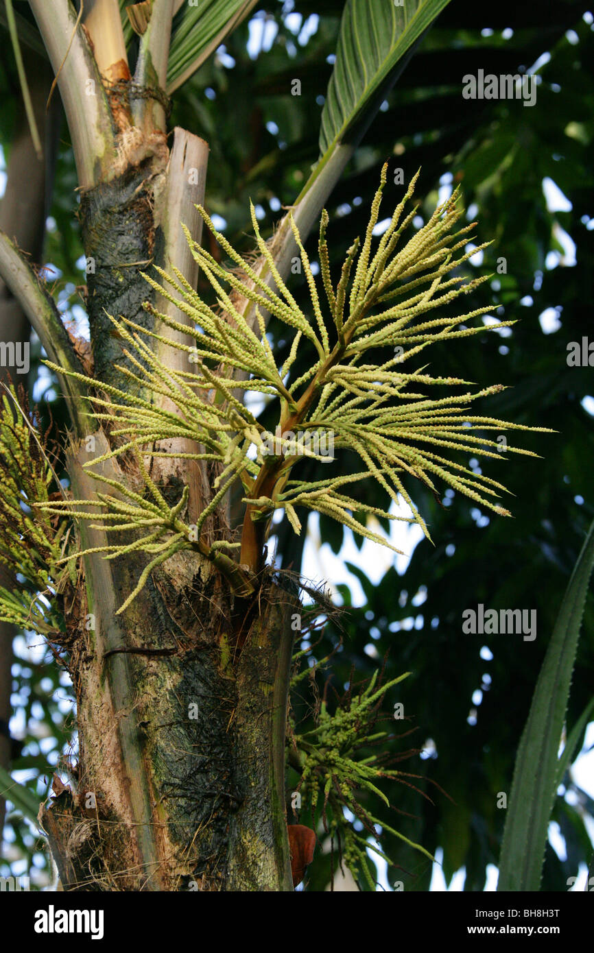 Henry Palm, Palm o Vahani Marquesas, Pelagodoxa henryana, Arecaceae (Palmae), Marquesas, en la Polinesia Francesa, el Pacífico. Foto de stock