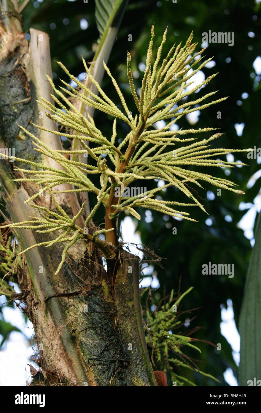 Henry Palm, Palm o Vahani Marquesas, Pelagodoxa henryana, Arecaceae (Palmae), Marquesas, en la Polinesia Francesa, el Pacífico. Foto de stock