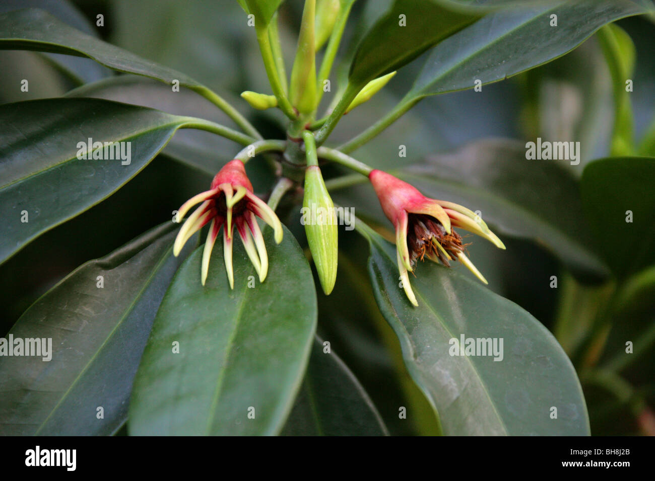 Birmania, MANGLE mangle o manglar, Bruguiera gymnorrhiza orientales, Rhizophoraceae tropicales de Asia y el Pacífico, Australasia. Foto de stock