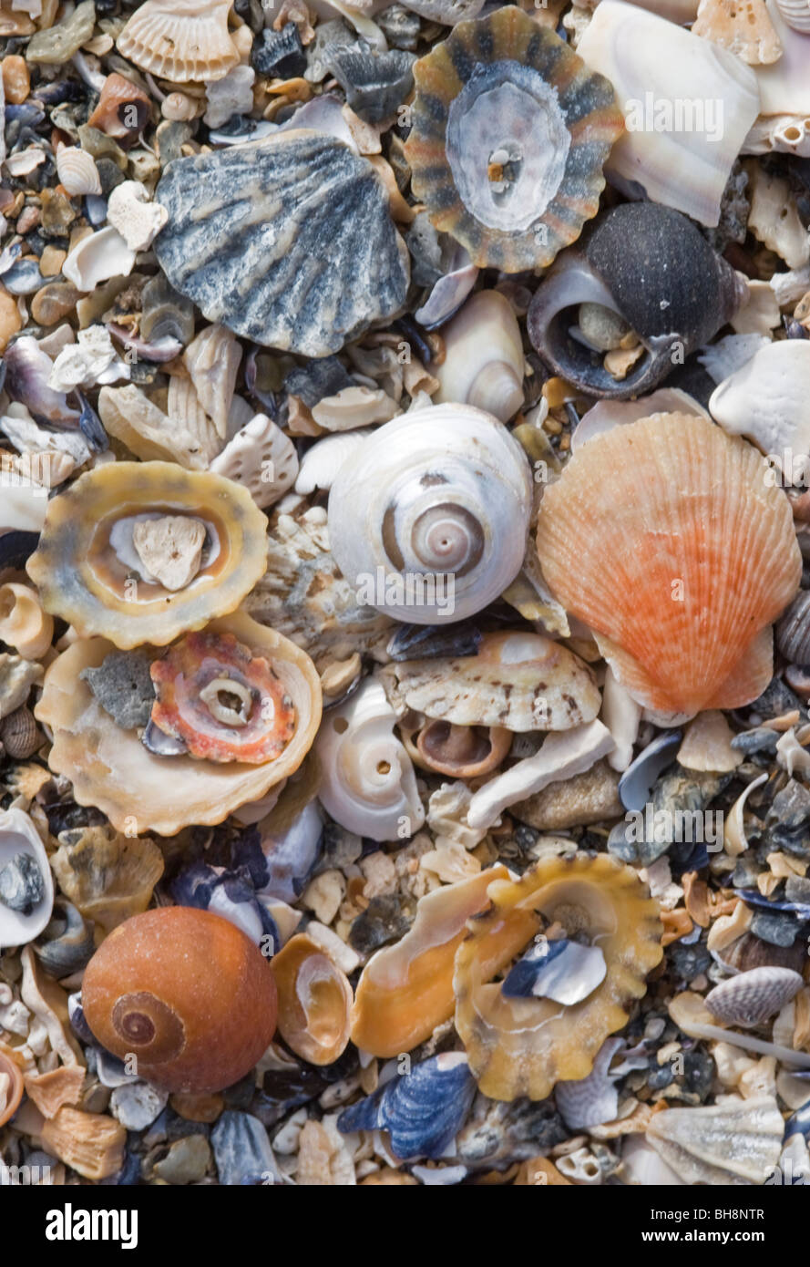 Surtido de conchas en una playa arenosa en Findlater, Banffshire, Escocia Foto de stock