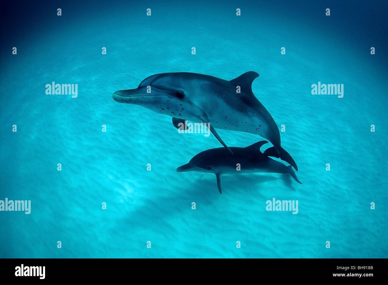 Atlantik Delfines moteados, Madre y Calw, Stenella frontalis, Mar Caribe, Las Bahamas Foto de stock