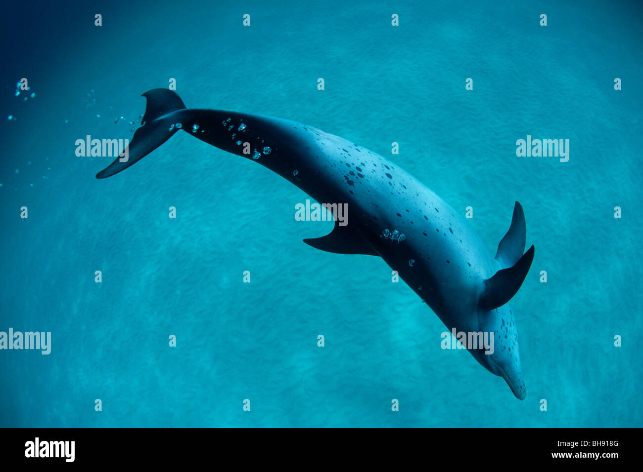 Atlantik Delfines moteados, Stenella frontalis, Mar Caribe, Las Bahamas Foto de stock