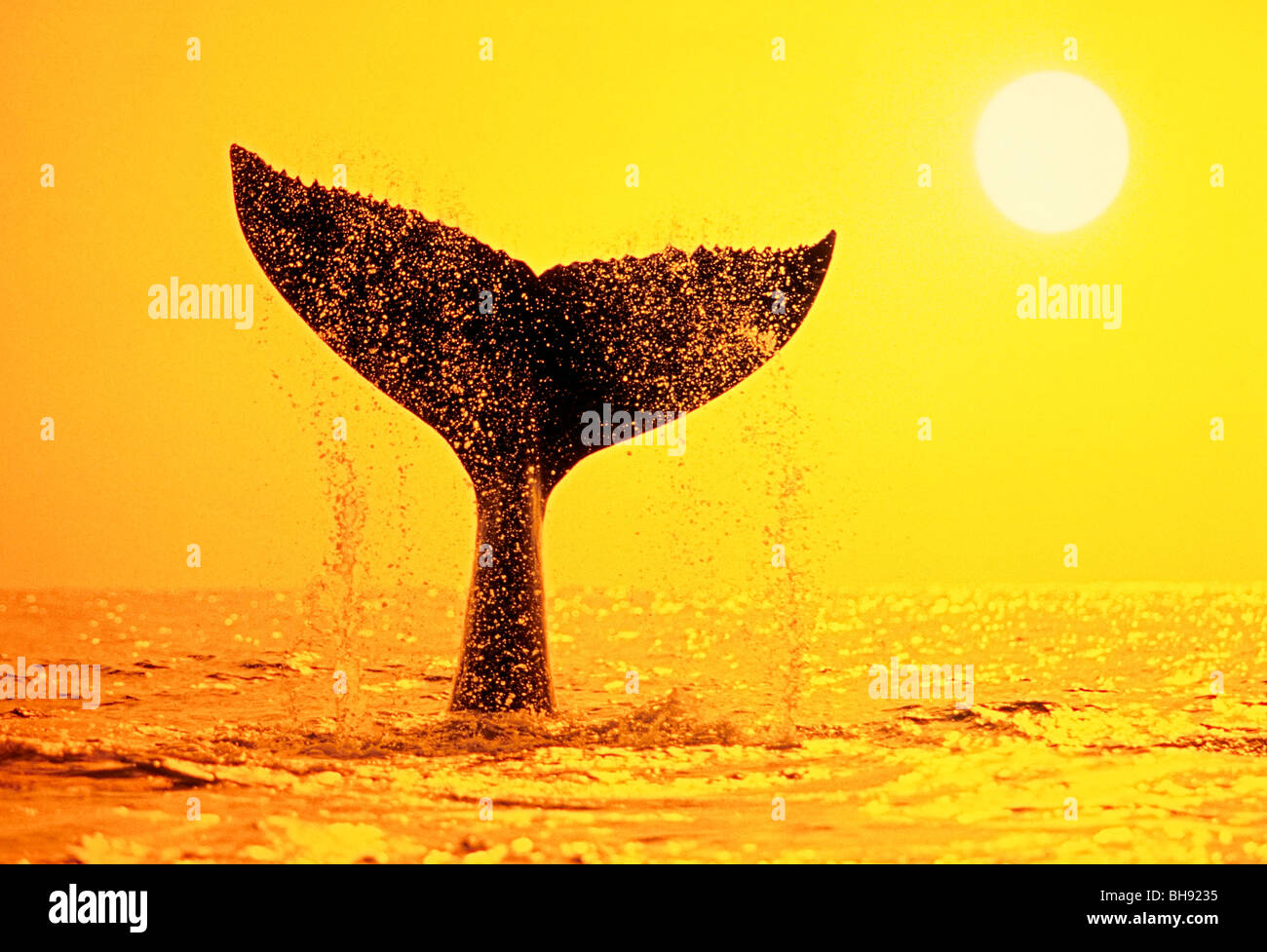 Cola de ballena jorobada, Megaptera novaeangliae, Isla Grande, costa de Kona, Hawaii, EE.UU. Foto de stock