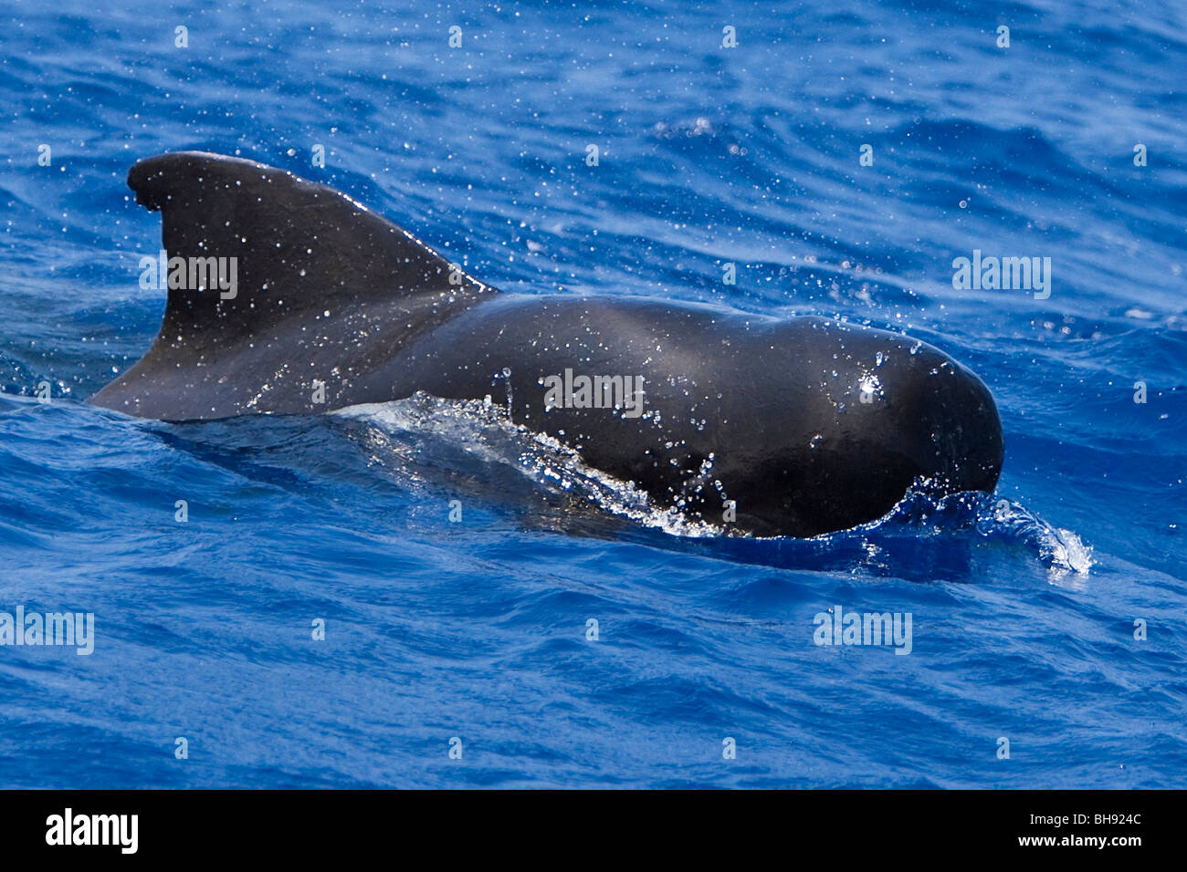 La ballena piloto de aleta corta, Globicephala macrorhynchus, Isla Grande, costa de Kona, Hawaii, EE.UU. Foto de stock
