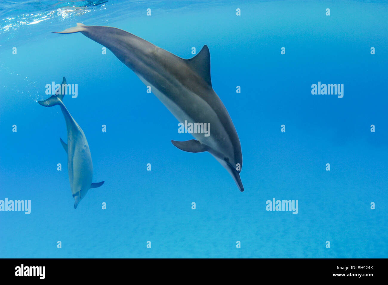 Delfines hawaiano, Stenella longirostris, Isla Grande, costa de Kona, Hawaii, EE.UU. Foto de stock