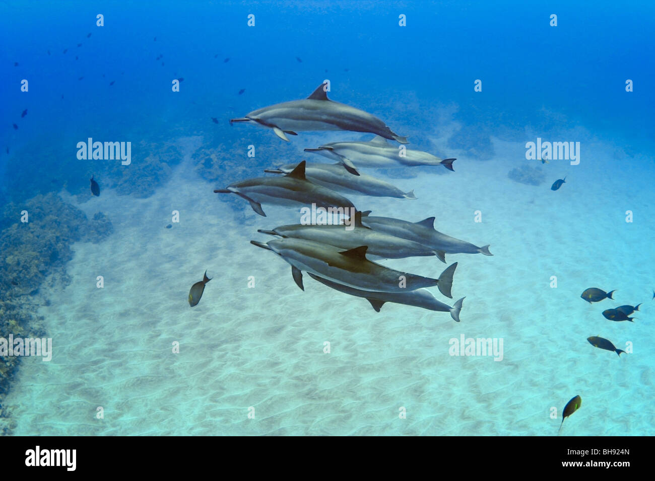 Vaina de Delfines hawaiano, Stenella longirostris, Isla Grande, costa de Kona, Hawaii, EE.UU. Foto de stock