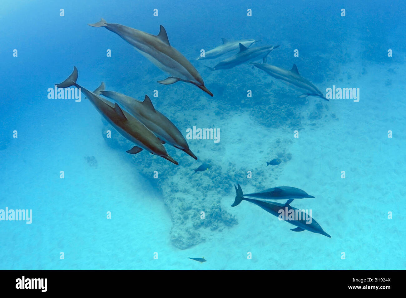 Delfines hawaiano, Stenella longirostris, Isla Grande, costa de Kona, Hawaii, EE.UU. Foto de stock