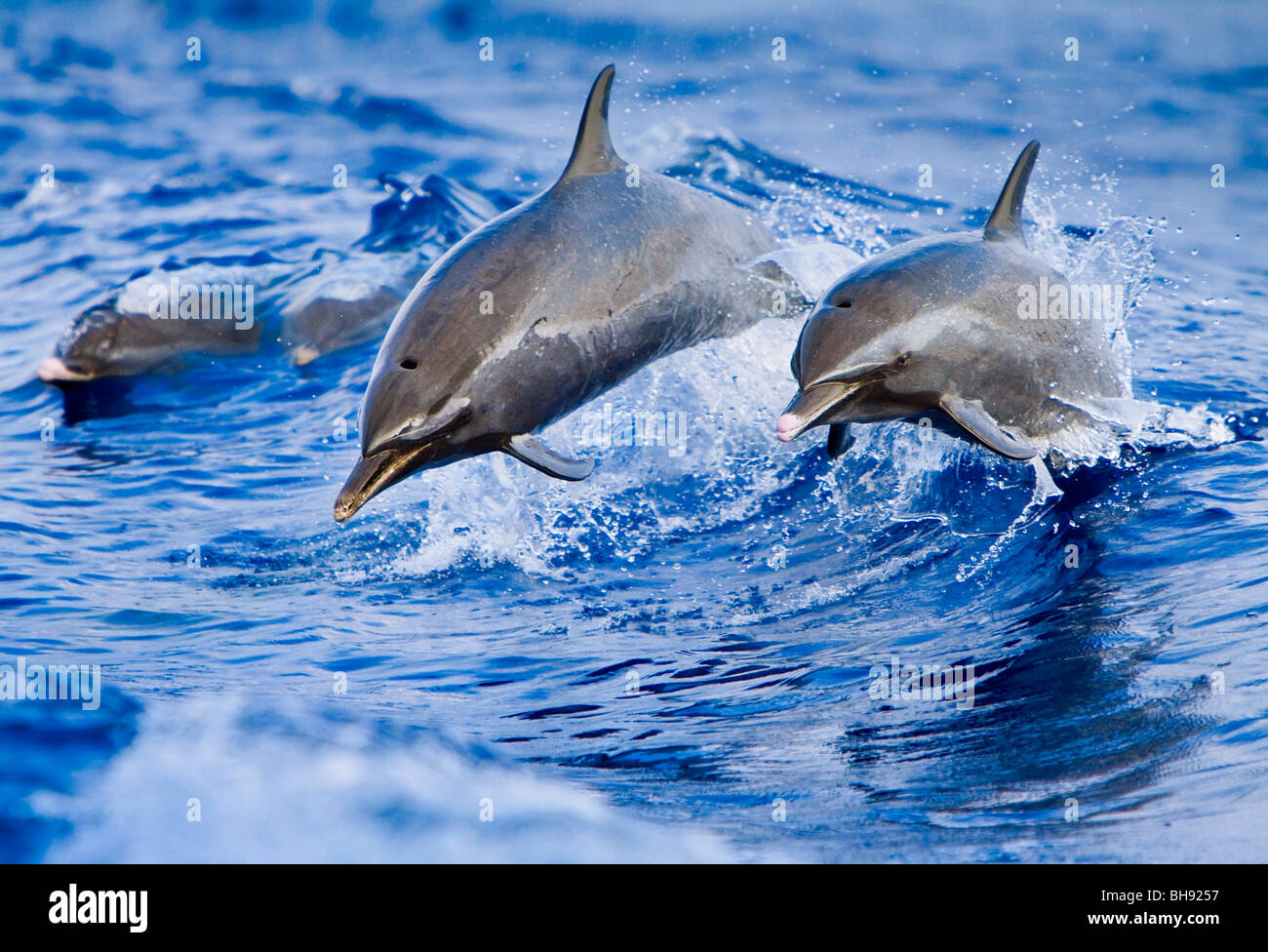 Pantropical Delfines moteados, Stenella attenuata, Isla Grande, costa de Kona, Hawaii, EE.UU. Foto de stock