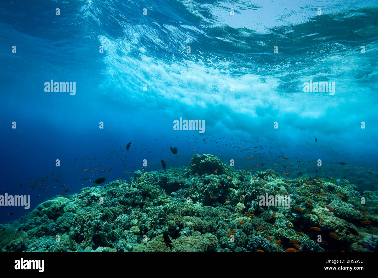 Olas rompiendo en el arrecife, el Mar Rojo, Egipto Foto de stock