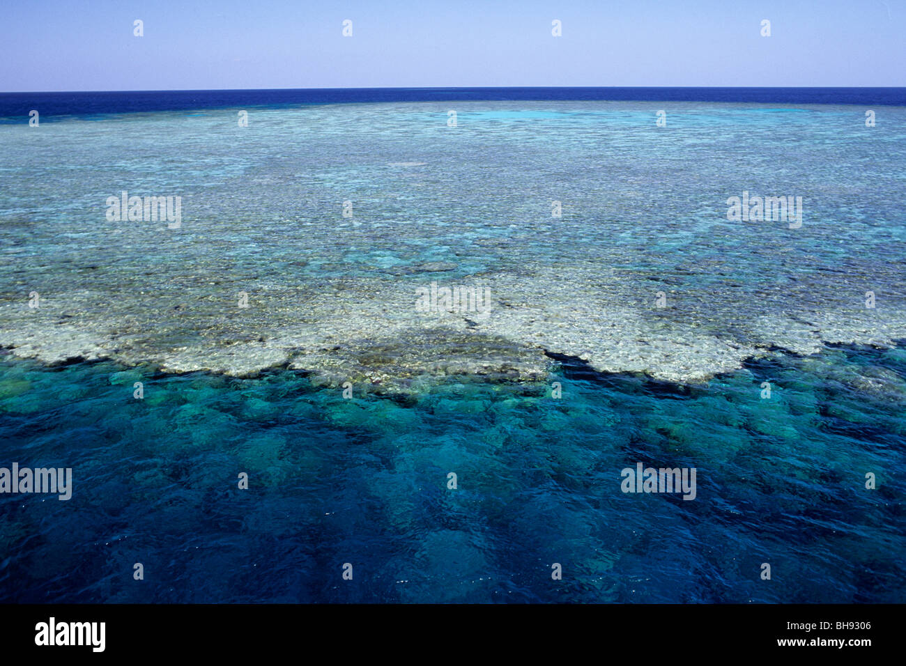 Los corales aparece en superficie, Mar Rojo, Egipto Foto de stock
