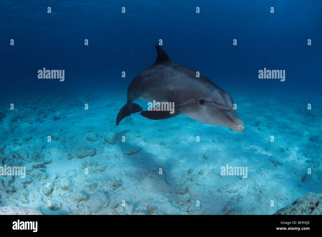 Atlantic Delfín mular, Tursiops truncatus, el Caribe, las Islas Turcas y Caicos Foto de stock
