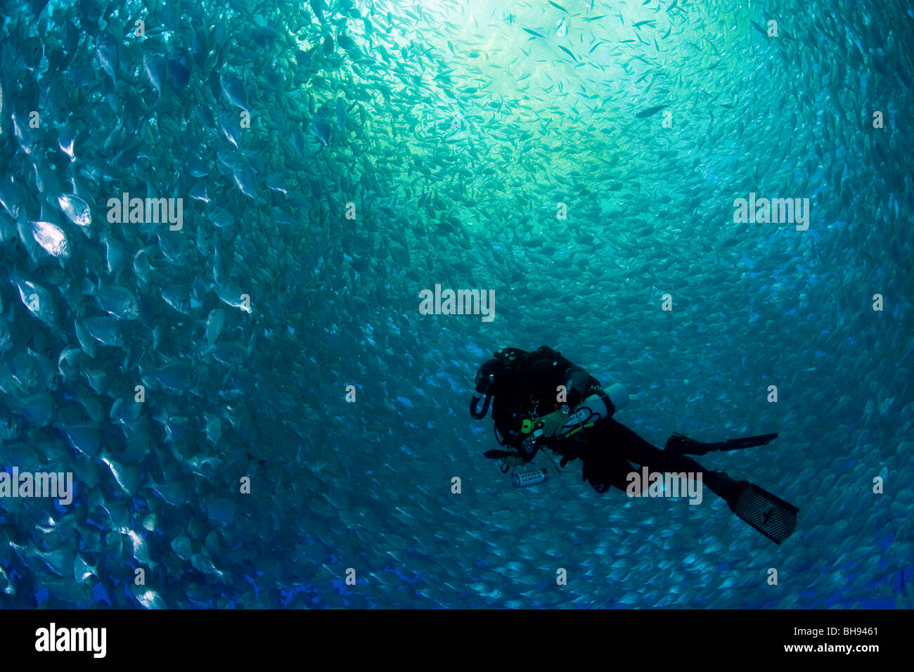 Diver dentro de criadero de peces mar jaula, Aqua cultura con cabeza dorada besugos, Sparus aurata, Ponza, el Mar Mediterráneo, Italia Foto de stock