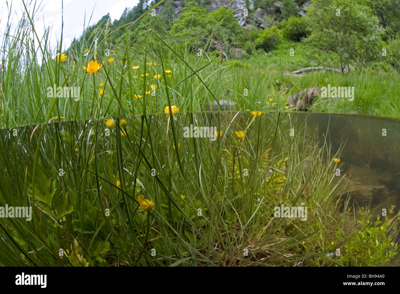 Las plantas en el Lago del Sambuco, Valle Lavizzara, Tesino, Suiza Foto de stock