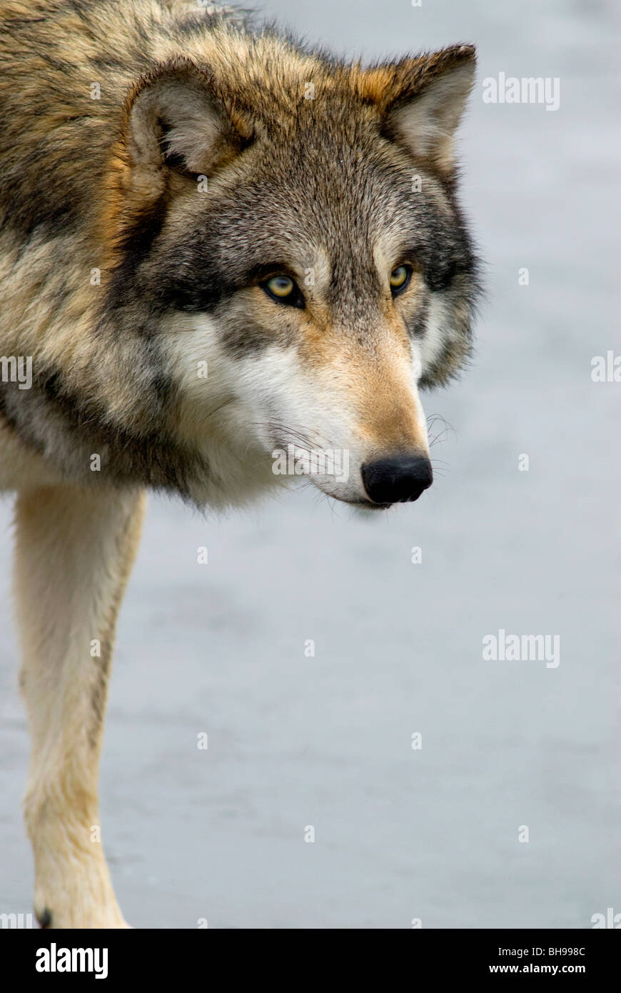 Los lobos suelen conseguir nuestra atención cuando lo suyo. En esta foto el lobo obviamente está enfocado en algo. Foto de stock