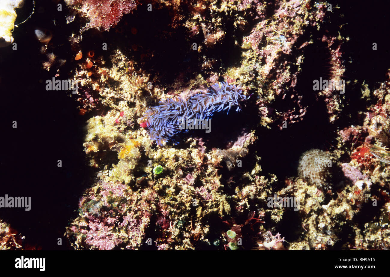Blue Dragon Nudibranch. Pteraeolidia Ianthina. Babosa de mar. El Parque Nacional de Komodo. Indonesia. Foto de stock
