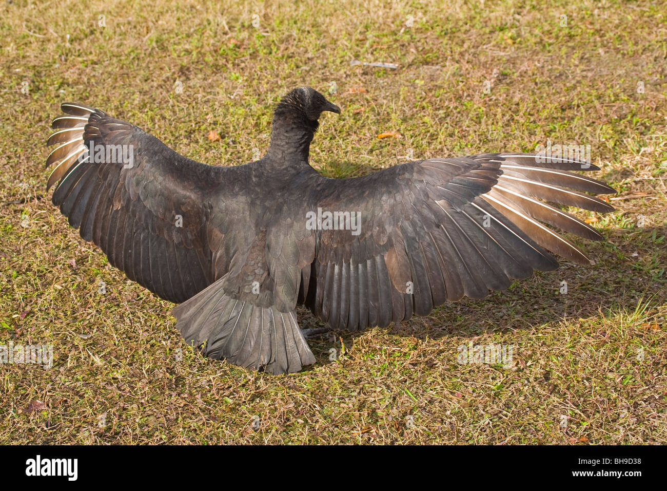 Buitre negro en el suelo con alas extendidas Foto de stock