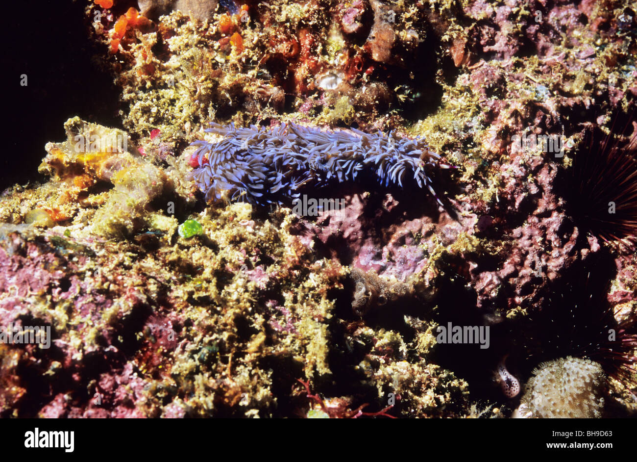 Blue Dragon Nudibranch. Pteraeolidia Ianthina. Babosa de mar. El Parque Nacional de Komodo. Indonesia. Foto de stock