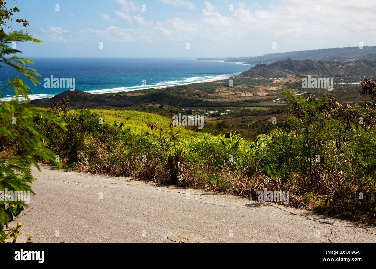 Producción de caña de azúcar en Cherry Tree Hill, cerca de la destilería de ron de la Abadía de San Nicolás en la isla caribeña de Barbados Foto de stock