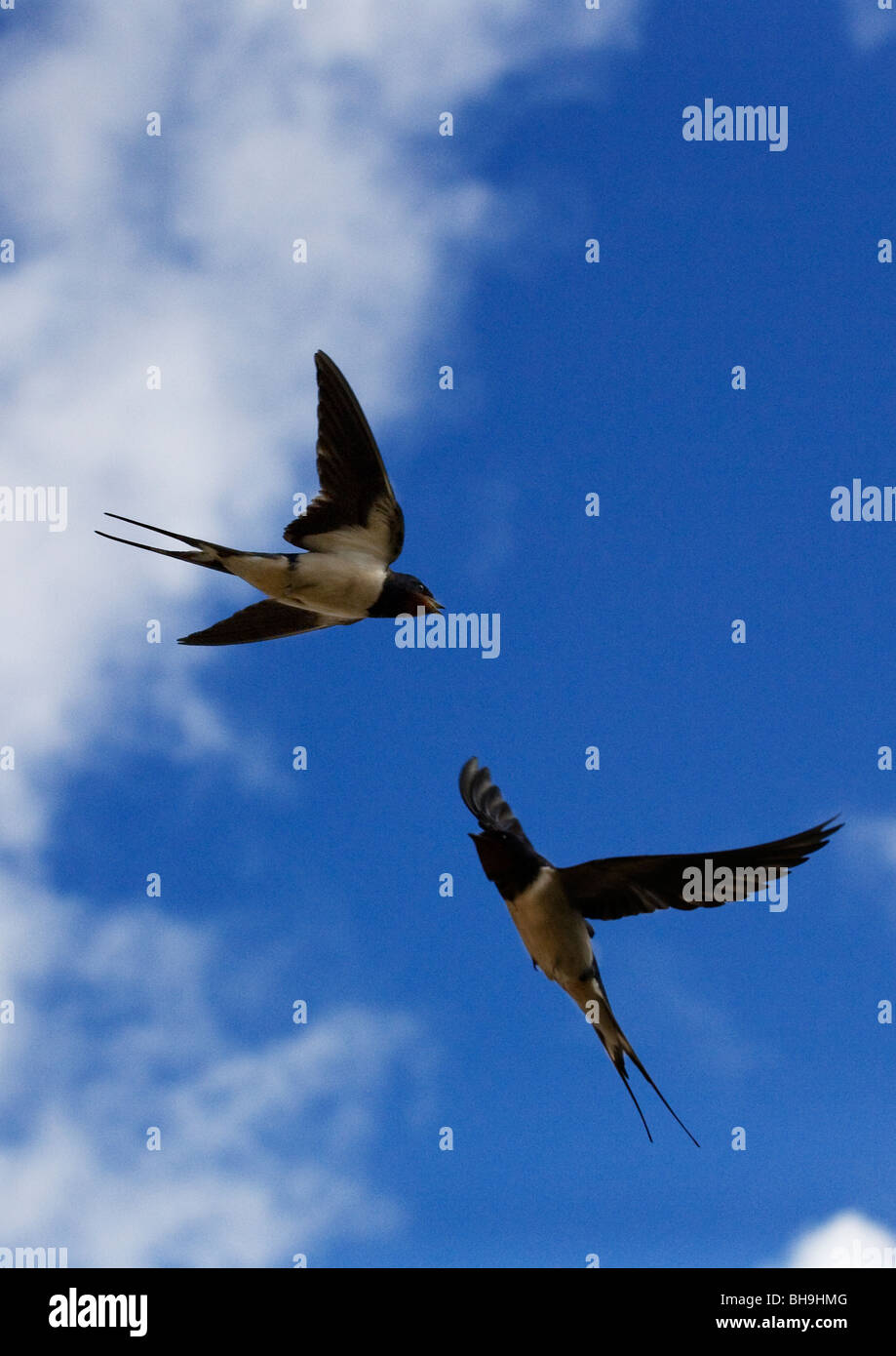Dos golondrinas en vuelo Foto de stock