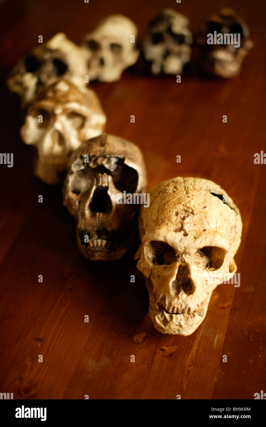 Reproducción cráneos de ancestros humanos organizados en un banco Foto de stock