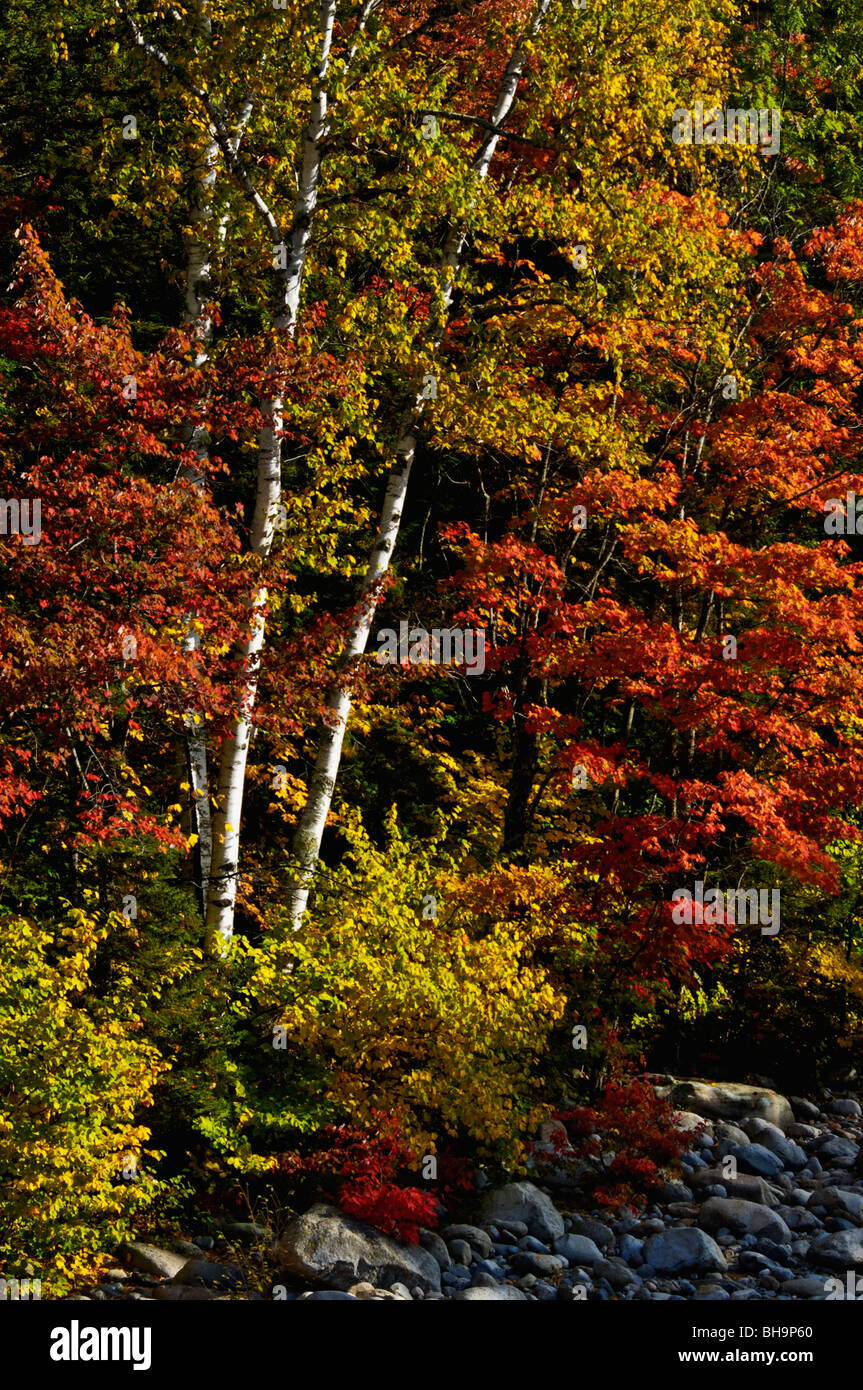 La luz de la mañana y colores del otoño cerca del Lincoln Woods Centro de Visitantes en el White Mountain National Forest Foto de stock