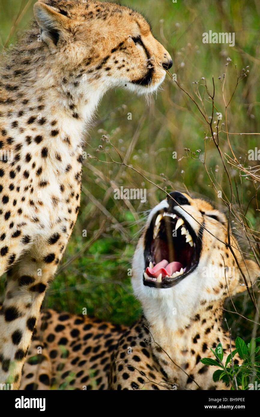 Madre y un cachorro de guepardo Foto de stock