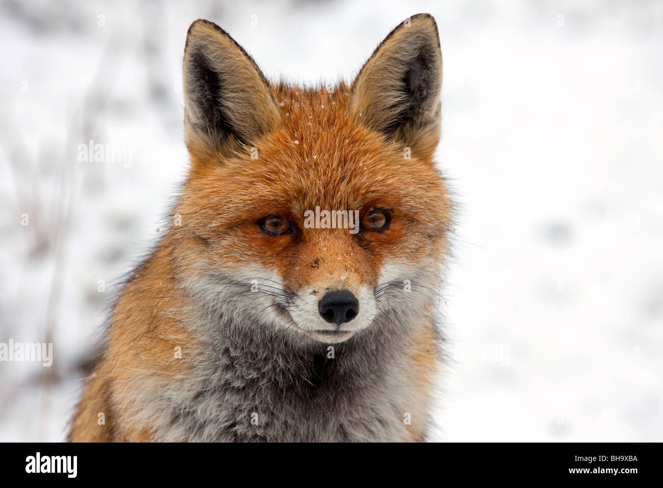 Cerca de el zorro rojo (Vulpes vulpes) en una espesa capa de invierno la caza en la nieve. Foto de stock