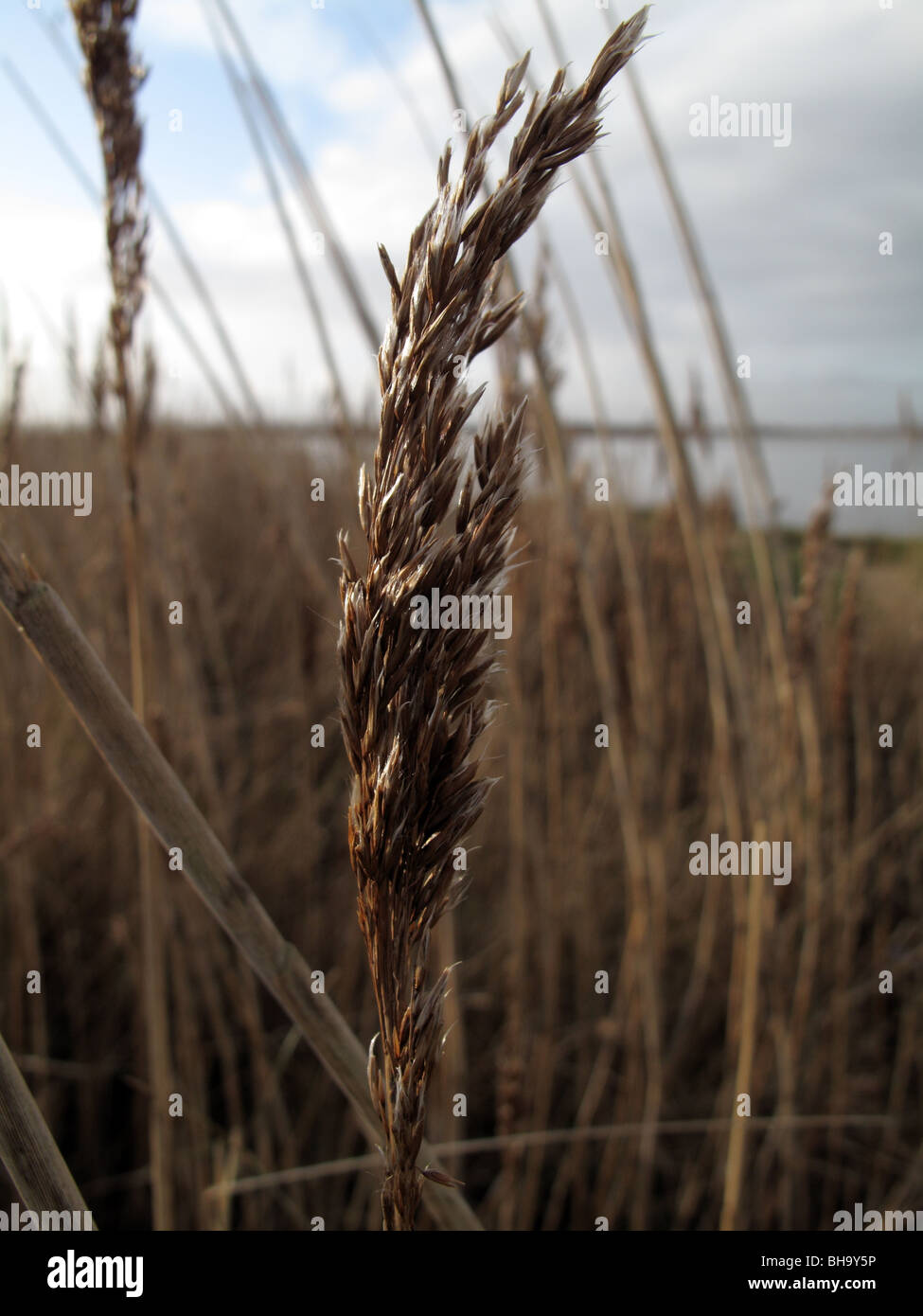 Reed común (Phragmites australis) seedhead Foto de stock