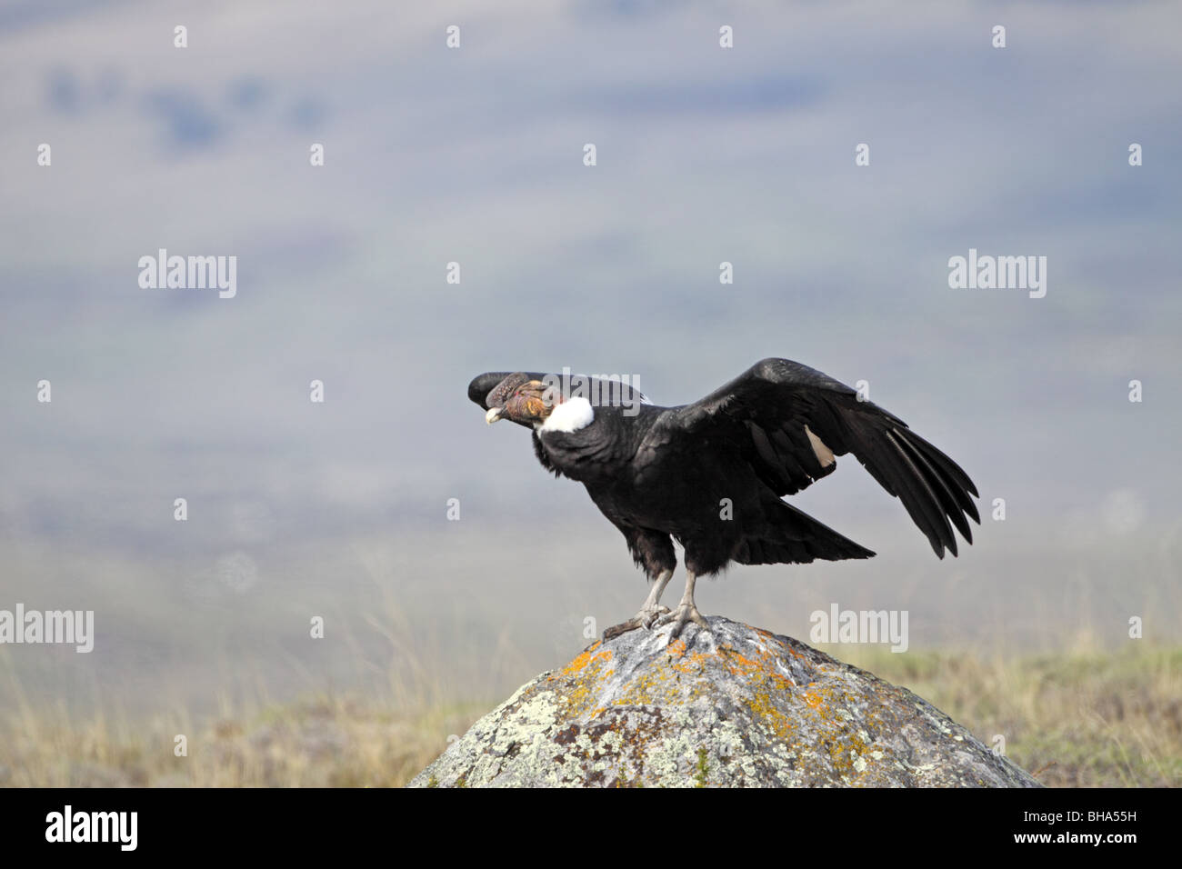 Vultur gryphus Cóndor Andino, a punto de despegar desde la ladera rocosa  cerca de El Calafate Fotografía de stock - Alamy