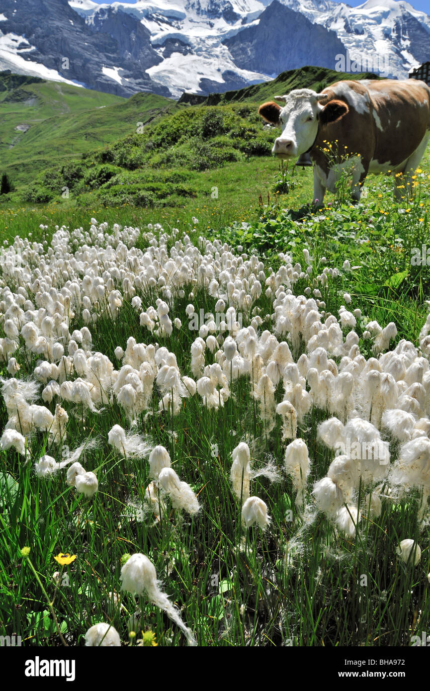 Cottongrass común (Eriophorum angustifolium) en prados alpinos con vaca en los Alpes Suizos, Suiza Foto de stock