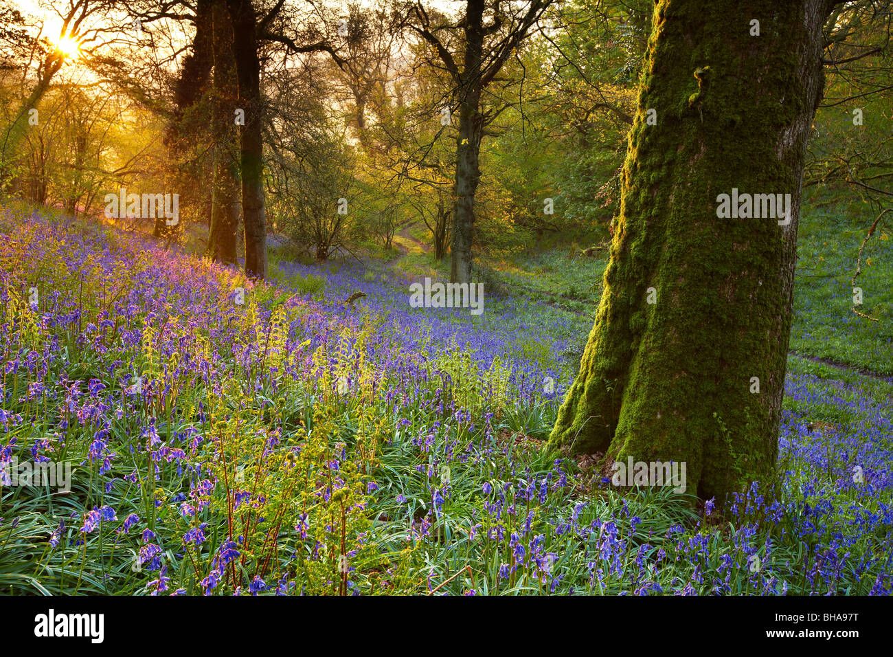 Amanecer en la bluebell woods en Batcombe, Dorset, Inglaterra, Reino Unido. Foto de stock